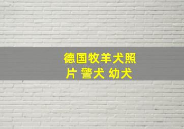 德国牧羊犬照片 警犬 幼犬